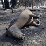 Un hombre joven y violento, perfil del pirómano de los incendios en Australia