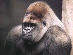 Descubren un nuevo tipo de VIH derivado de los gorilas