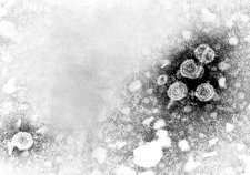 Un cóctel antiviral puede ser clave para curar la hepatitis C