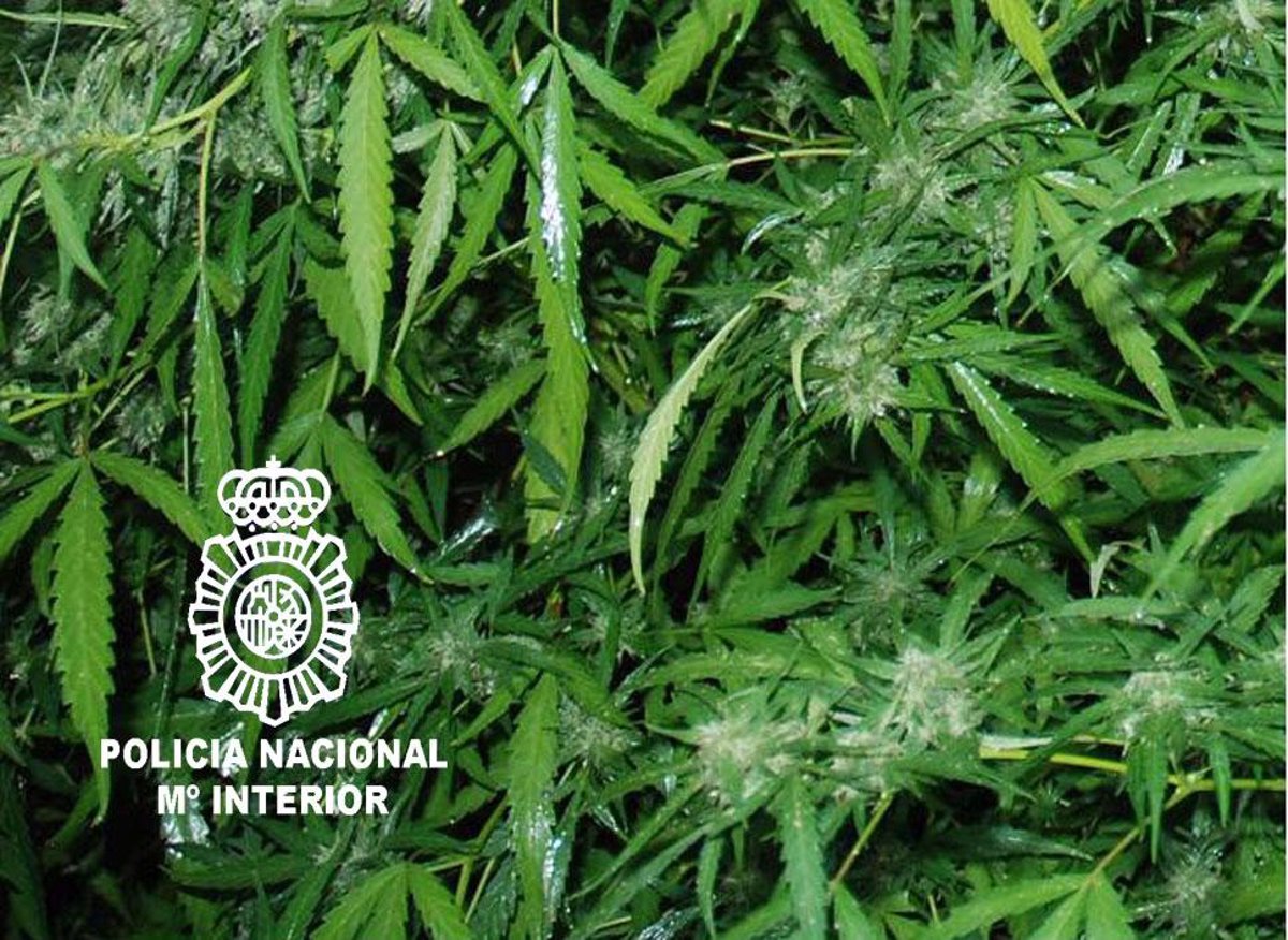 Policía Nacional interviene en un huerto de Murcia ocho plantas de