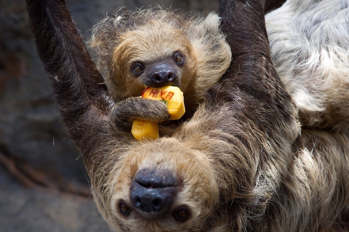 Loro Parque celebra el primer cumpleaños de los primeros mellizos de