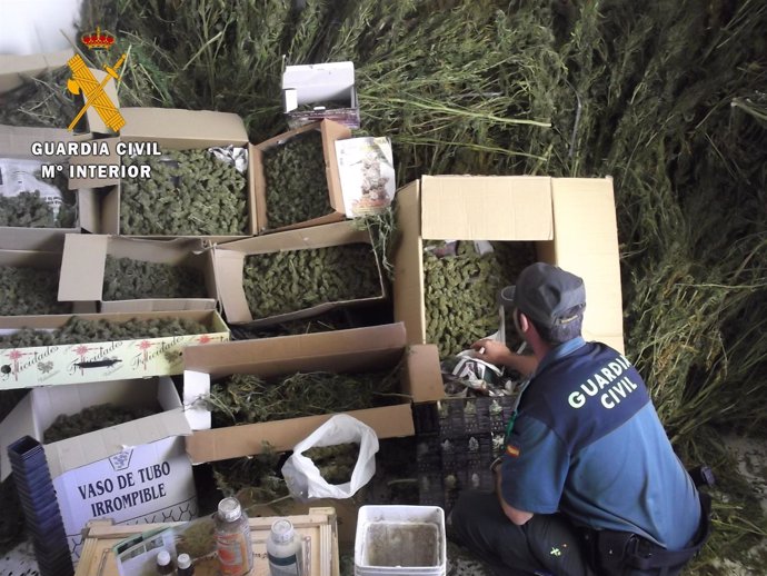 La Guardia Civil interviene más de 20 kilos de cogollos de marihuana en