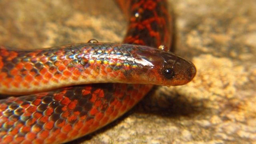 Nueva Especie De Serpiente Descubierta En Brasil