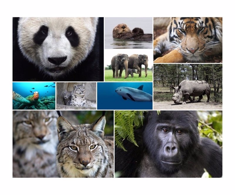 Día Mundial De Los Animales 10 Especies En Peligro De Extinción