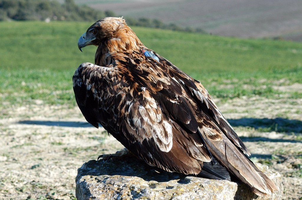 La población del águila imperial ibérica supera por primera vez 100