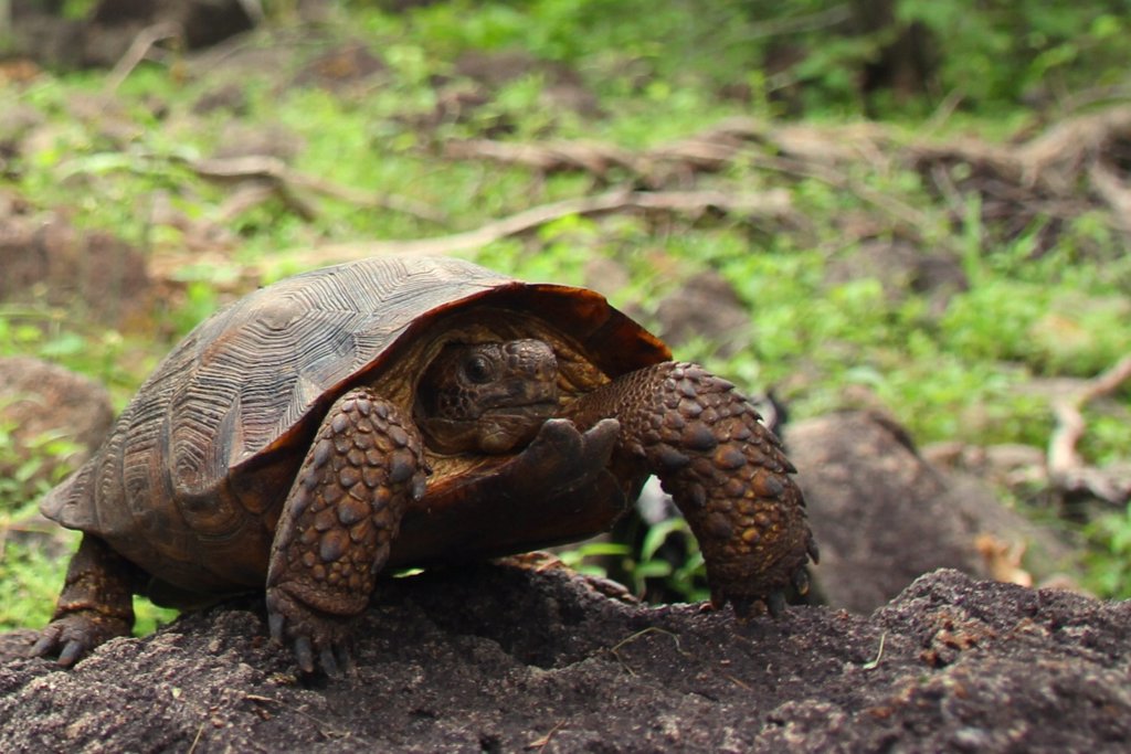 Descubren una nueva especie de tortuga en el desierto de México