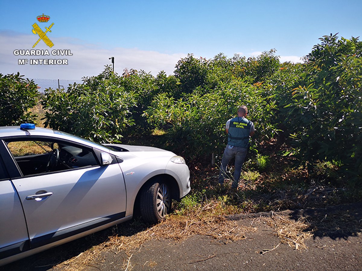 Investigan A Siete Personas Por Robar Cerca De Mil Kilos De Aguacates