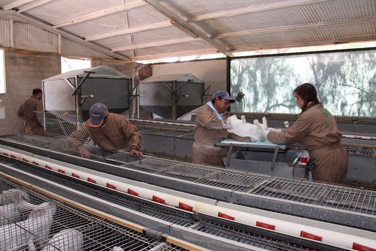 Upa Alerta De Que La Situaci N De Los Productores De Conejo Es Cr Tica