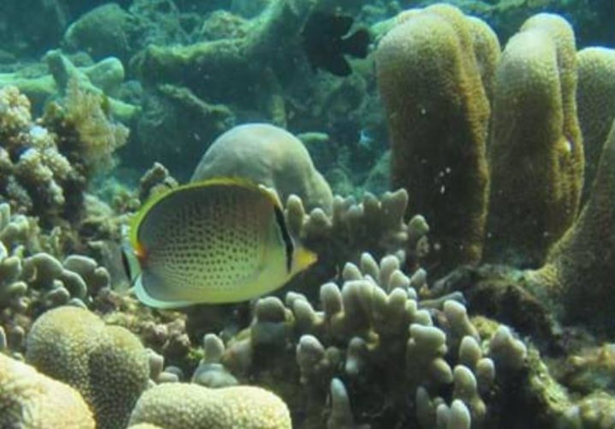 Los Blanqueamientos Del Coral Confunden A Los Peces De Arrecife