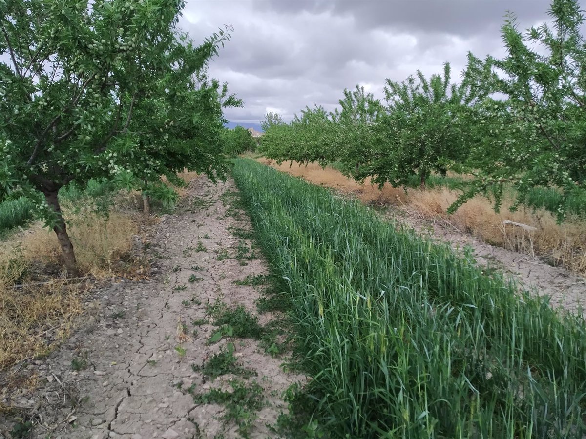 El CITA Y El CSCV Organizan La Jornada Cubiertas Vegetales