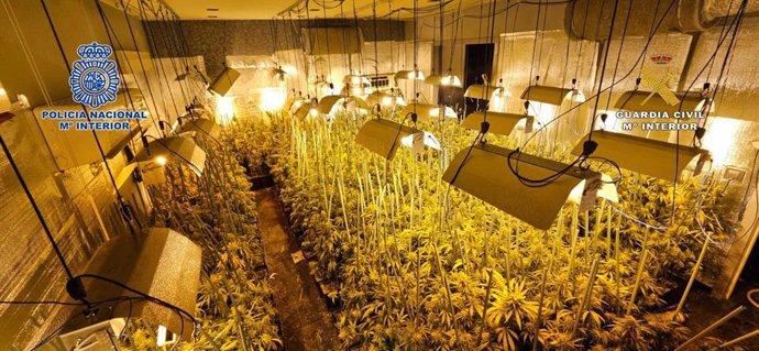 Desmantelada una plantación indoor de marihuana ubicada en una vivienda