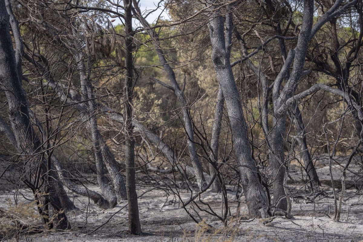 El Fuego Arrasa Hect Reas En Lo Que Va De Menos De Un