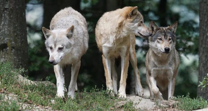 Los ataques de lobo en la región subieron un 35 en 2024 y se acercan a