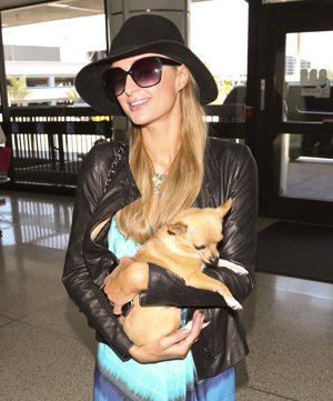 Paris Hilton, rota de dolor por la muerte de su chihuahua Tinkerbell