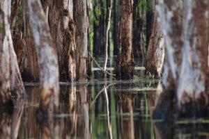 La profunda vegetación del Amazonas