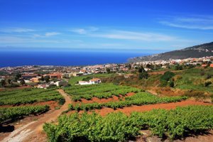 Casa Canaria con viñedos en La Orotava S. Cruz de Tenerife, España