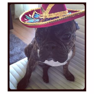 El perro de Malena Costa 'disfrazado' de mexicano