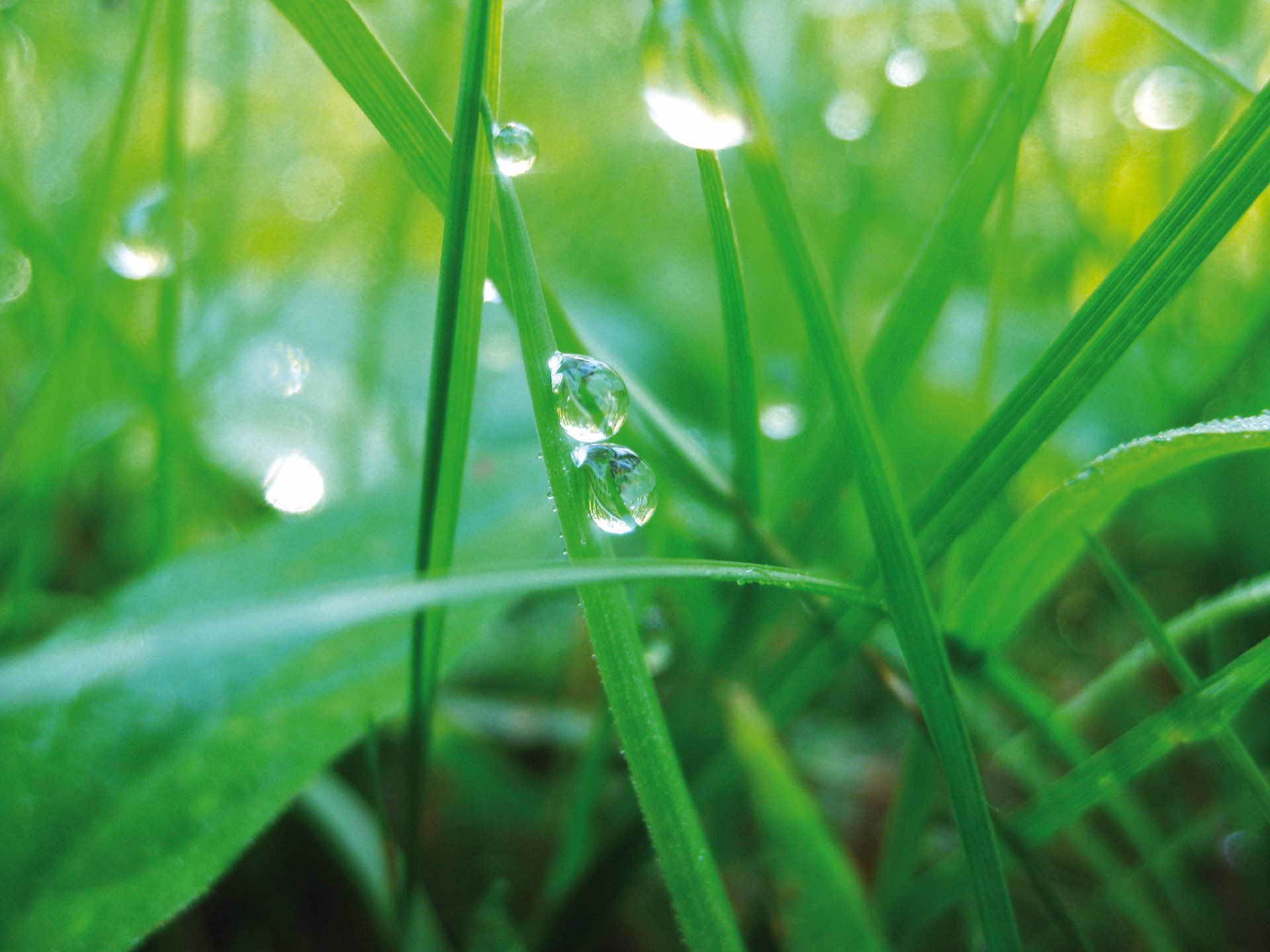 foto de una plántula de Avena Rhéalba de A-derma con el rocío del agua