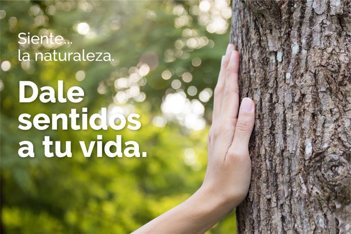 Tacto: Disfruta del tacto de los árboles o de un chapuzón en la piscina