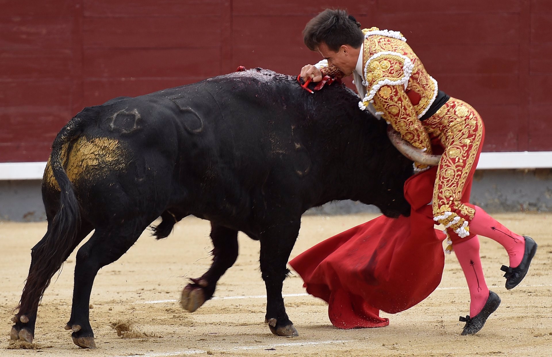 Gonzalo Caballero cogido en Las Ventas por el toro Clavelero