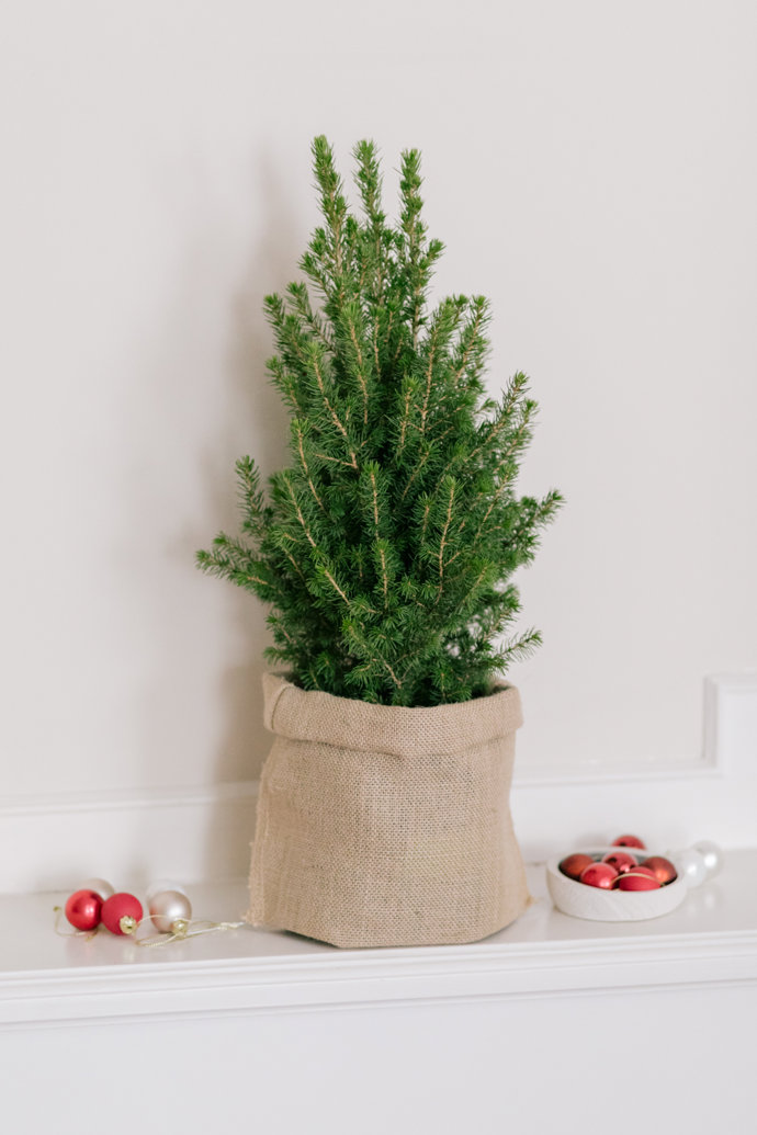 NOËL: EL ALIADO PERFECTO PARA TRAER LA NAVIDAD A CUALQUIER RINCONCITO DE CASA.