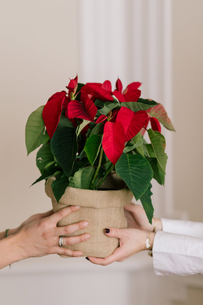 THIA: LA FLOR DE PASCUA, TAN TRADICIONAL COMO IMPRESCINDIBLE EN LOS HOGARES.