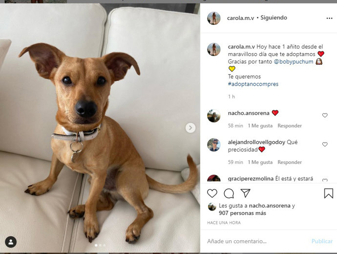 Bobby Puchum, mascota de Aless Lequio y Carolina Monje