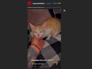 Magic es el nuevo miembro de la familia, un precioso gatito