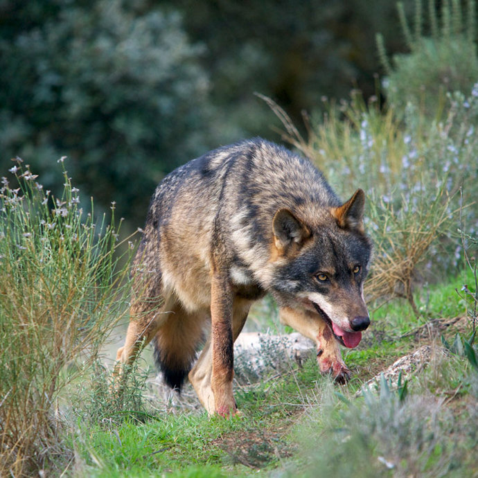 El lobo ibérico tiene en Riaño su hábitat natural