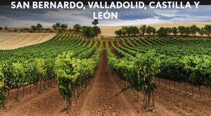 Los viñedos de San Bernardo, en Valladolid,  para disfrutar del vino muy cerca de casa