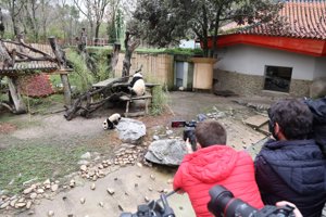 Los dos nuevos gemelos de panda, You You y Jiu Jiu