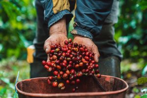El cultivo del café es un arte