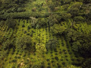 al del que sale la materia prima para producir estas cápsulas compostables