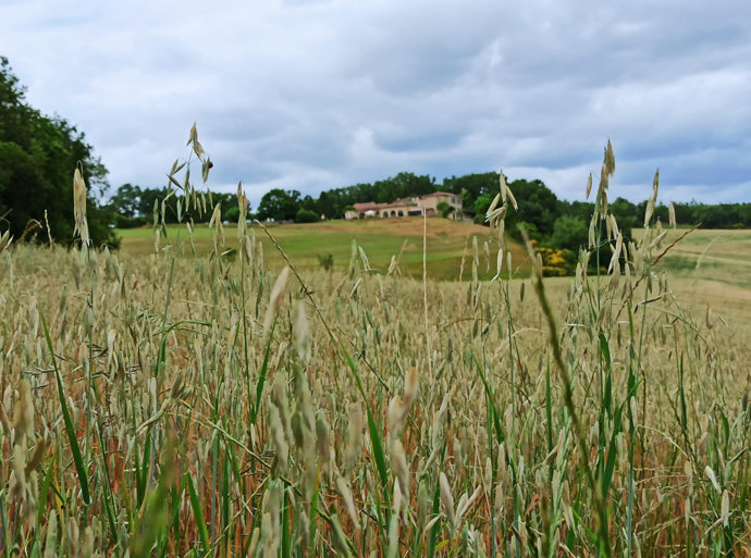 Campos de avena al sur de Francia
