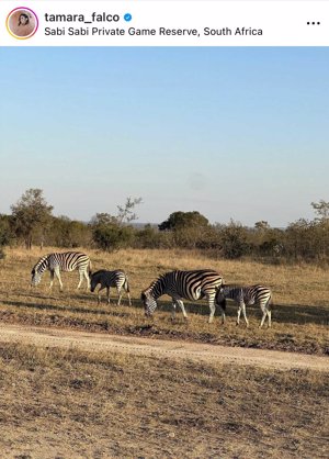 La pareja está disfrutando de su luna de miel en África