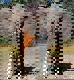 Tippi junto a Abu, su 