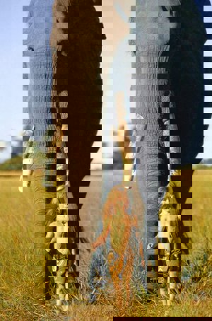 Tippi junto a Abu, su 