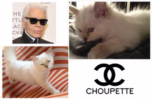 GETTYTWITTER: Choupette, la gata de Karl Lagerfekd