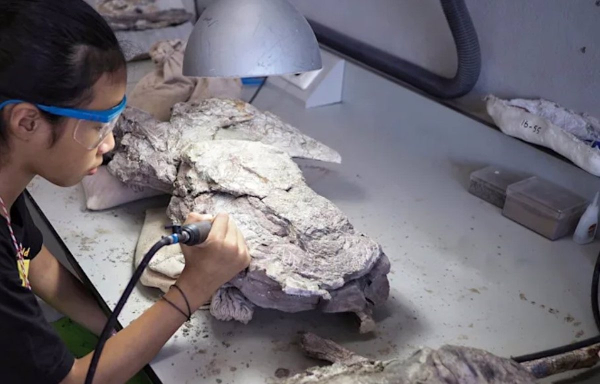 Identifican un marsupial similar a un hipopótamo gracias al colágeno