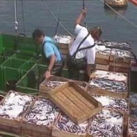 La UE desoye al sector pesquero y decide mantener la veda de la anchoa en el Golfo de Vizcaya