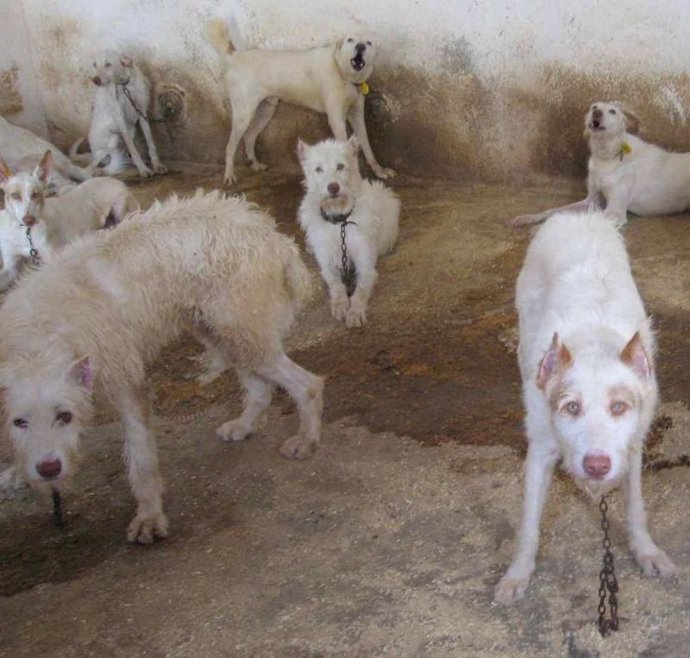 Maltrato animal en la perrera del Ayuntamiento de Los Yébenes