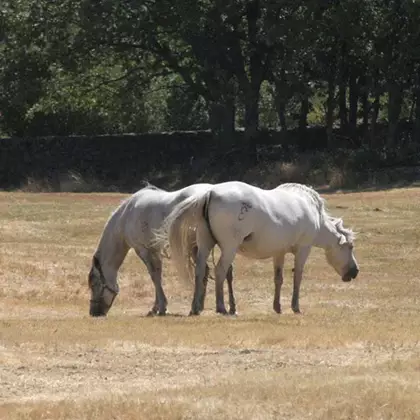 Defensa Subasta 52 Sementales De Varias Yeguadas Y Unidades De Cria Caballar Entre Ellas Las De Ibio Y Santander