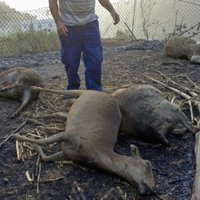 La Guardia Civil detiene a una persona acusada de provocar un foco del incendio forestal de La Gomera