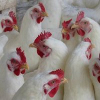 La FAO advierte de la aparición de una nueva cepa de la gripe aviar en África