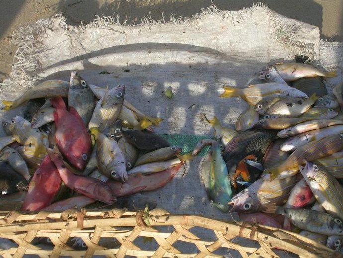 pescado en lonja africana