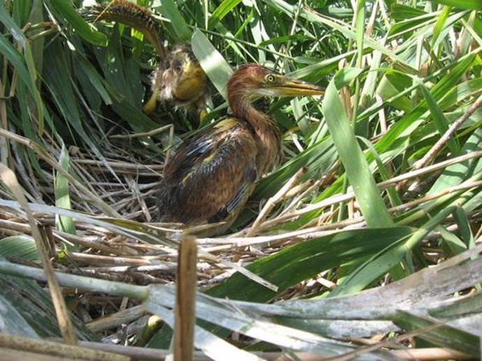 Una garza en la zona del río Ebro