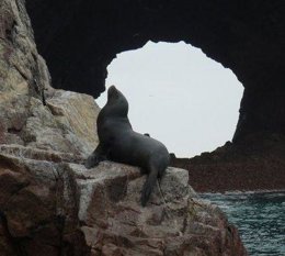 león marino en Perú
