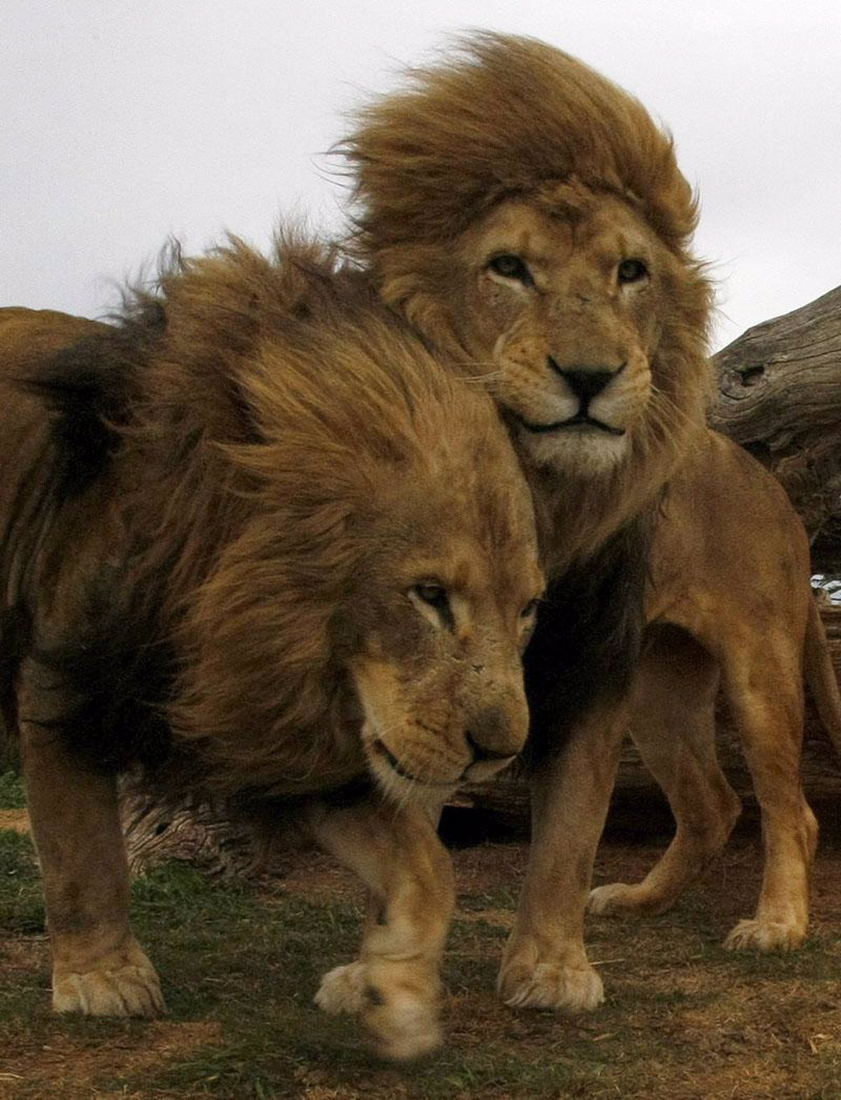 El león sobrevive sorprendentemente en un Africa Central desgarrado por la  guerra
