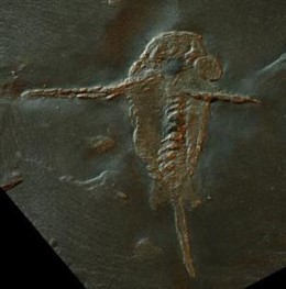 Imagen del ancestro del escorpión