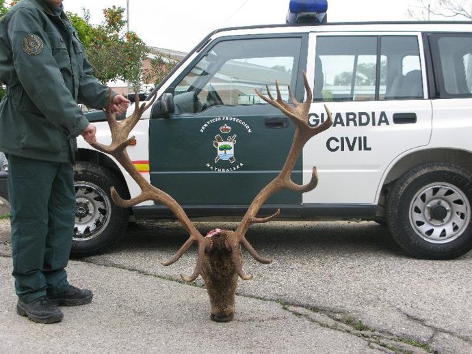 Cabeza de ciervo intervenida